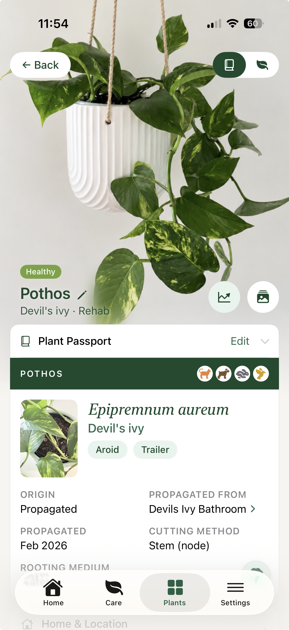 Liana showing the passport for a propagated Devil's ivy, including its identity and lineage