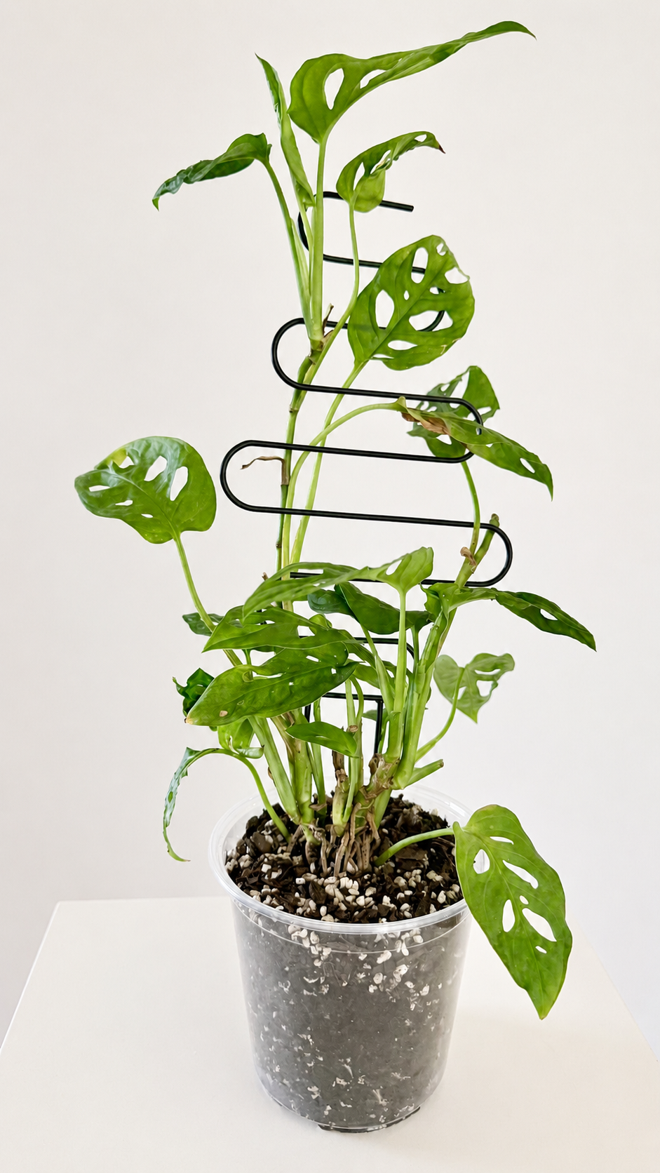 A Monstera adansonii growing with a support trellis