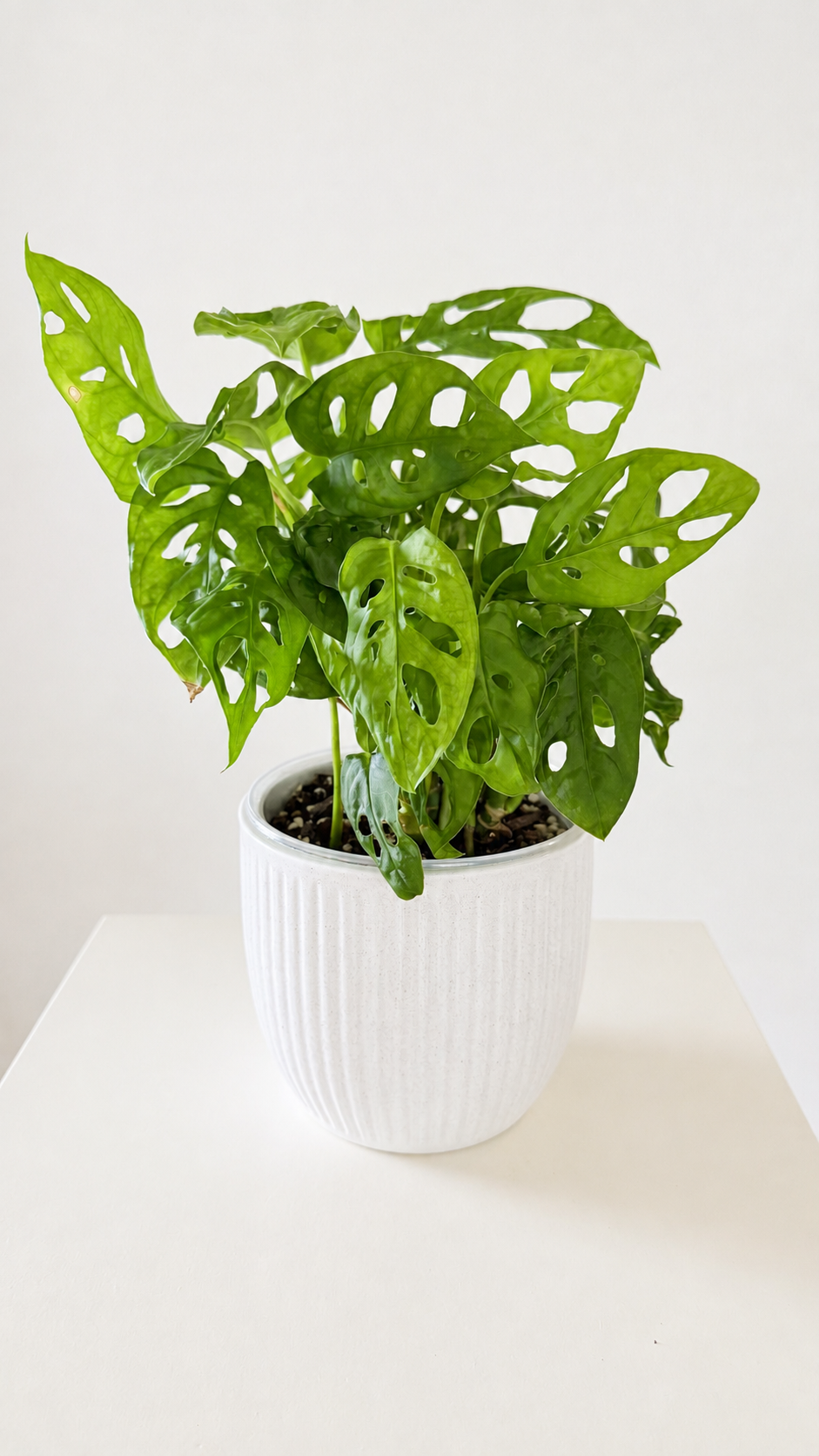 A full Monstera adansonii in a white pot