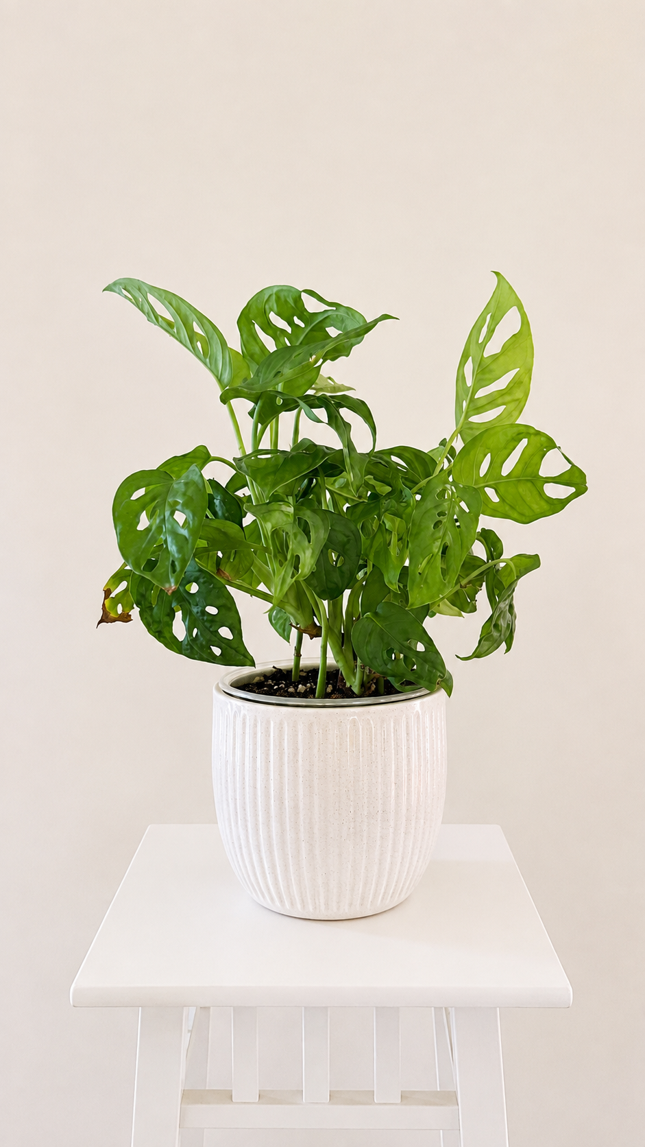 A thriving Monstera adansonii in a white pot