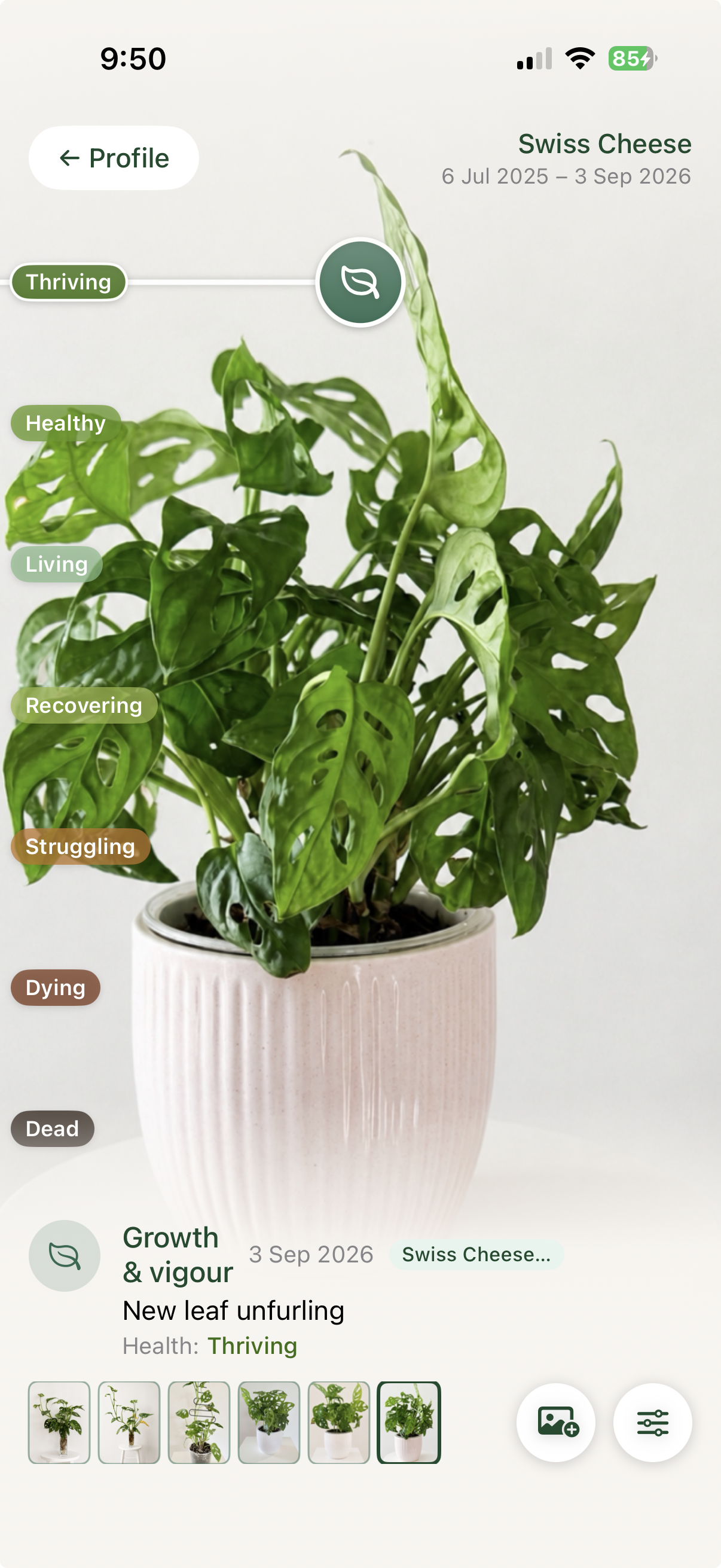 Swiss Cheese plant thriving with a new leaf unfurling, recorded on 3 September 2026