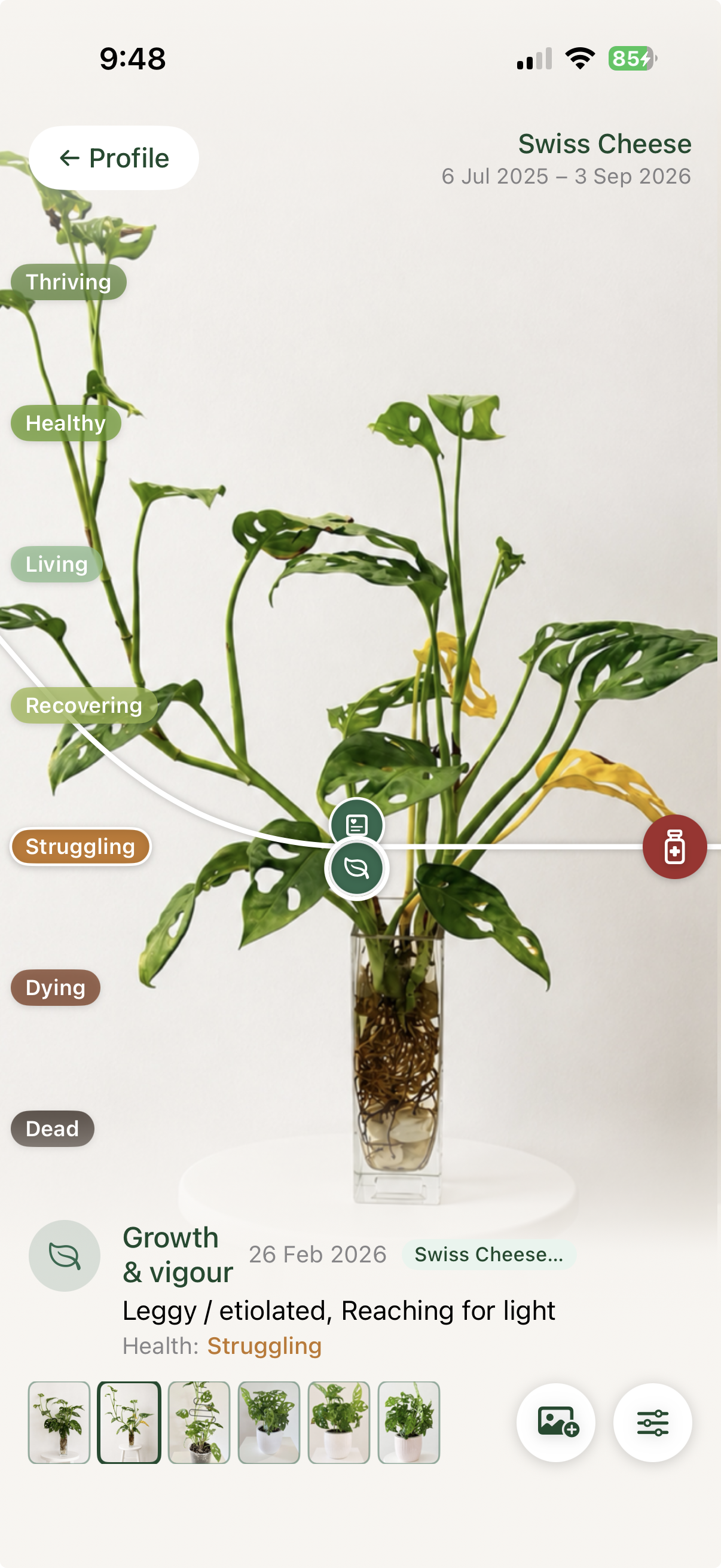 Swiss Cheese plant recorded as leggy and reaching for light