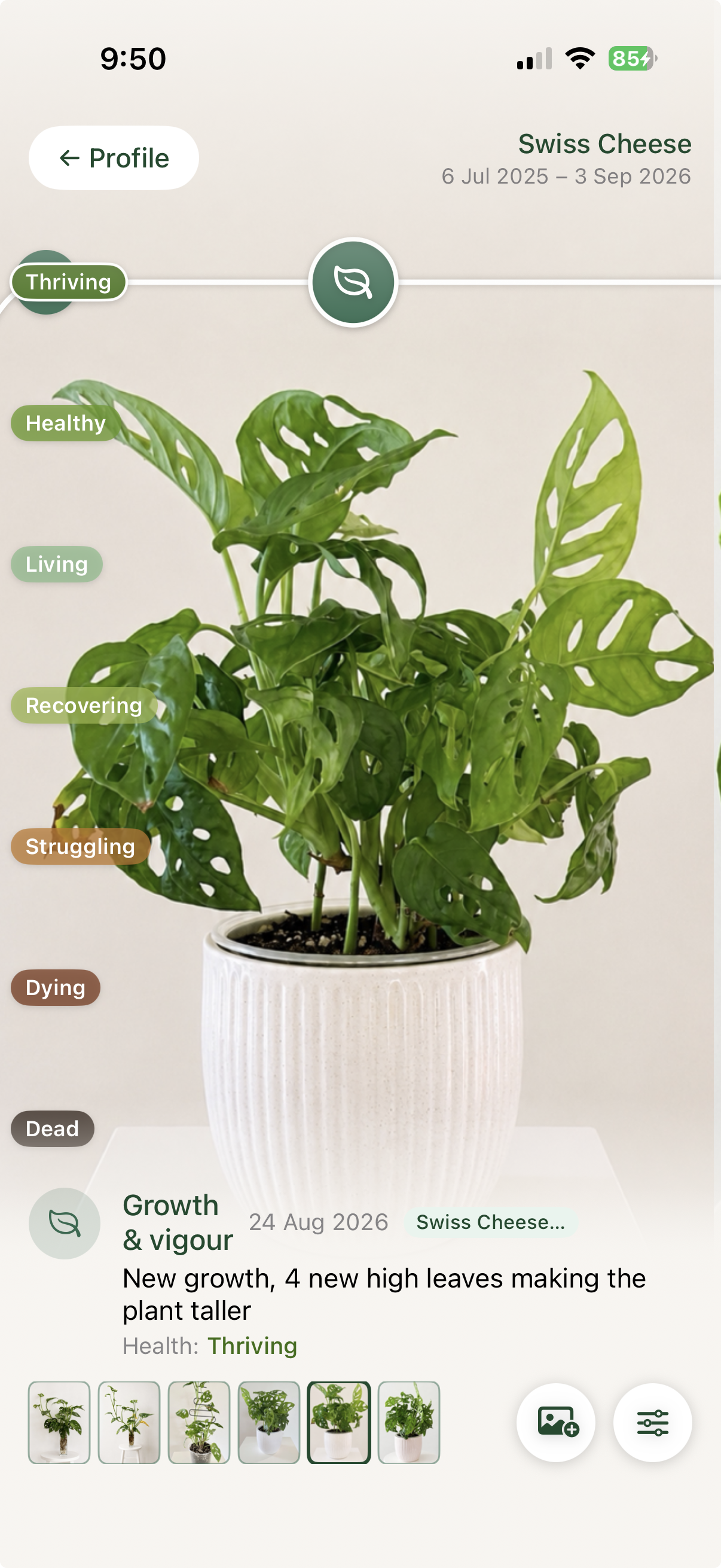 New high leaves recorded as the Swiss Cheese plant grew
