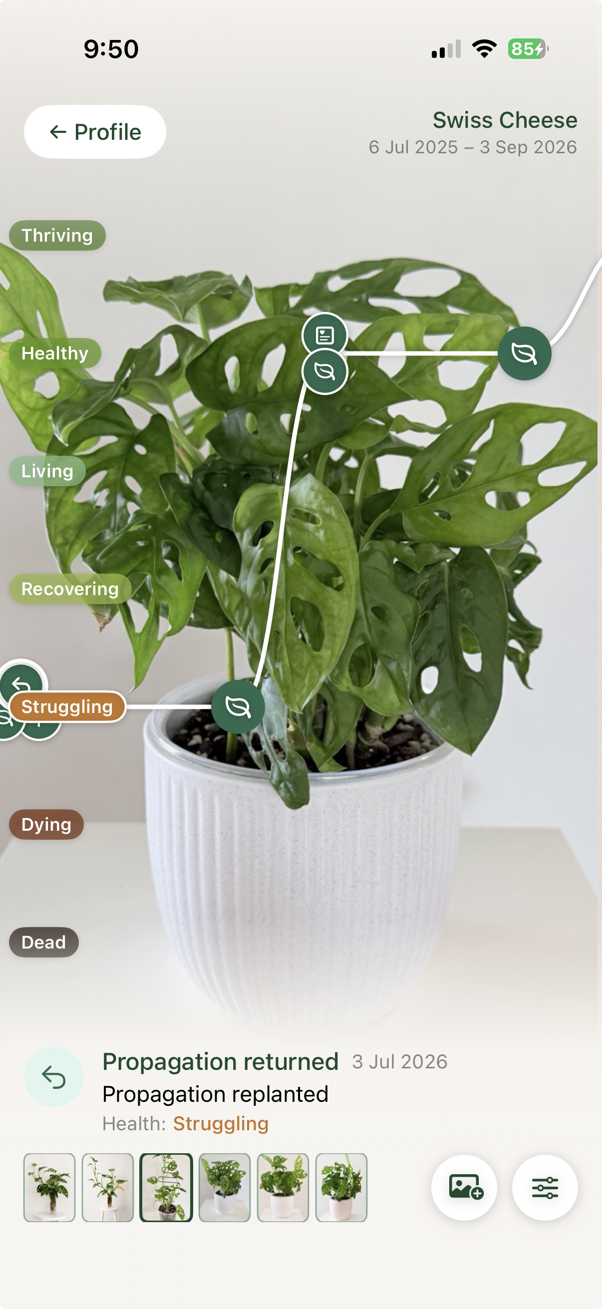 A propagation returned to the Swiss Cheese plant