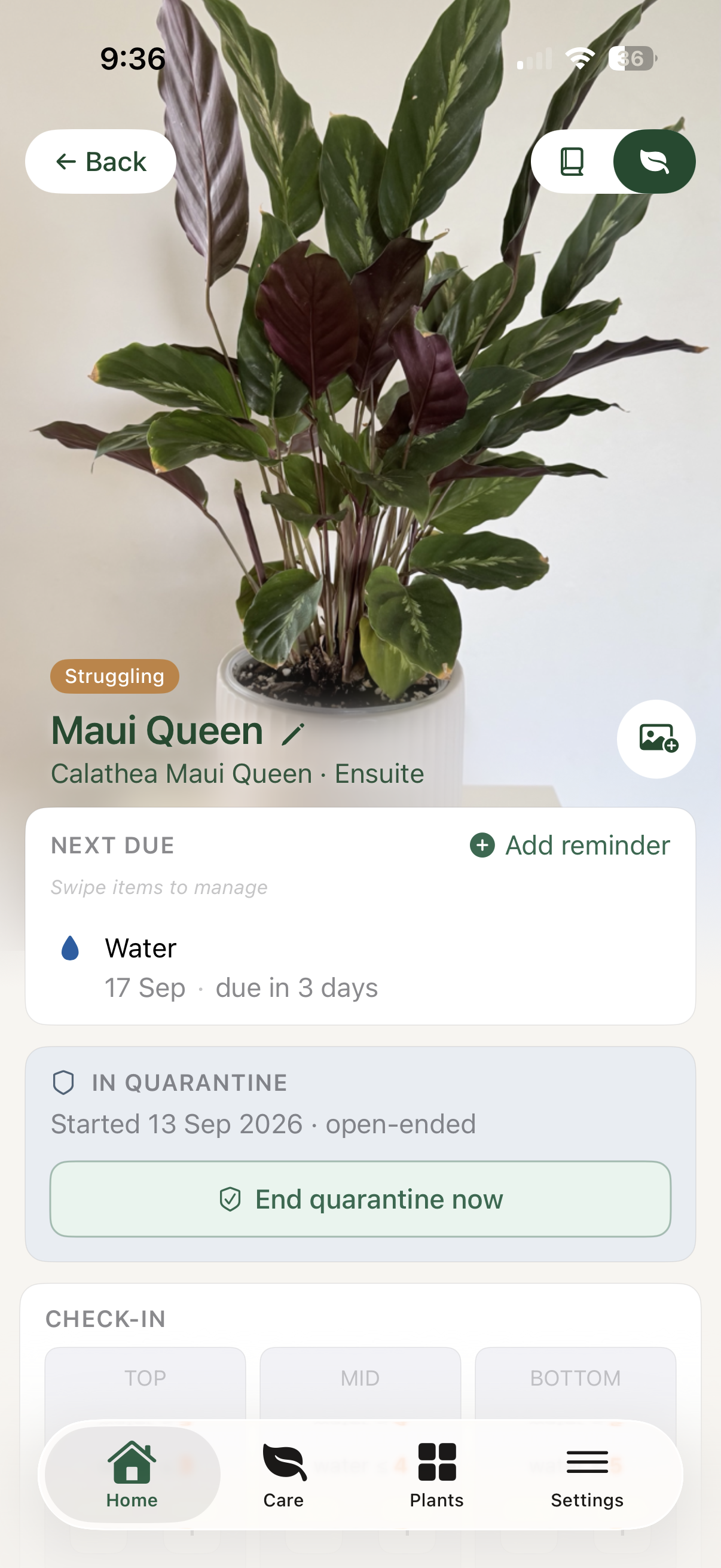 Liana plant profile showing a Maui Queen in open-ended quarantine