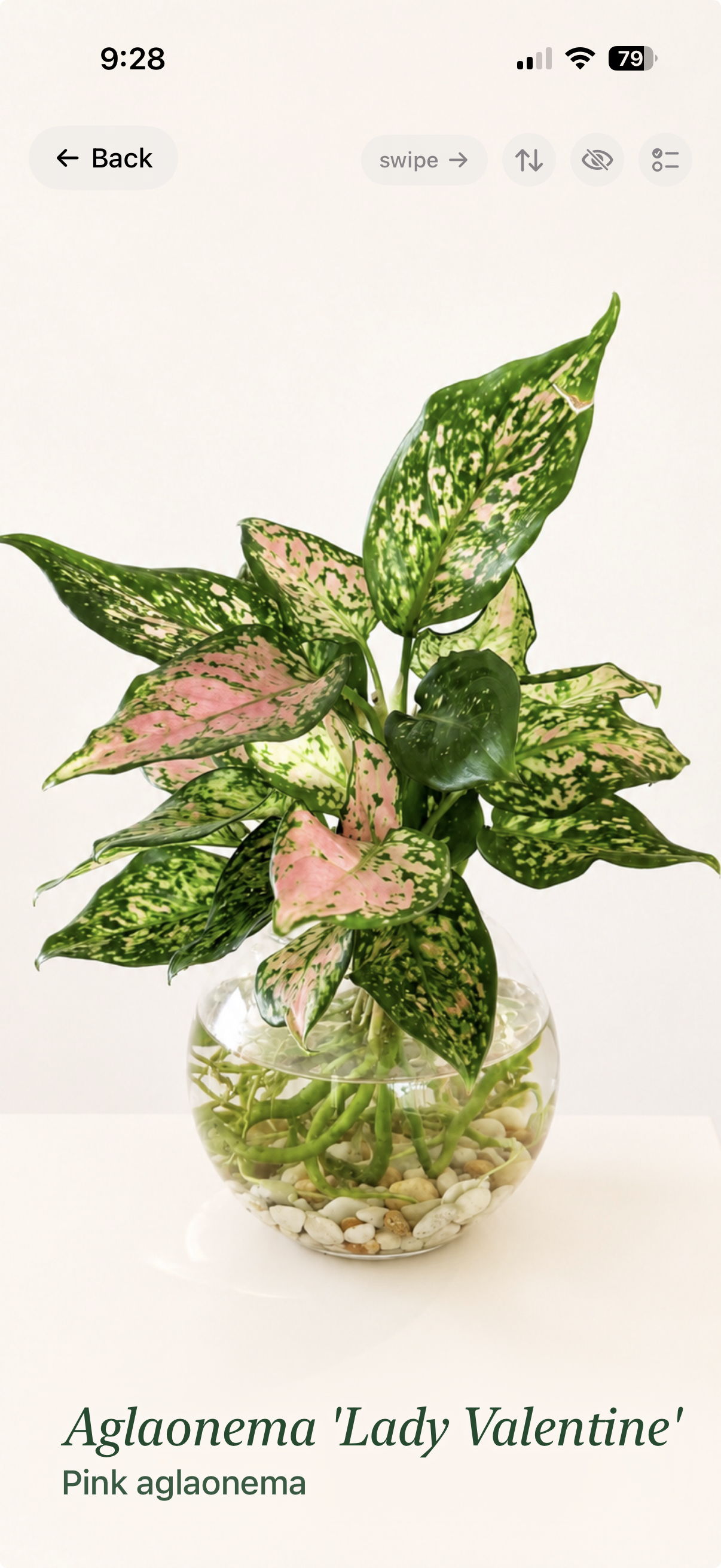 Liana's curated plant showcase displaying an Aglaonema Lady Valentine