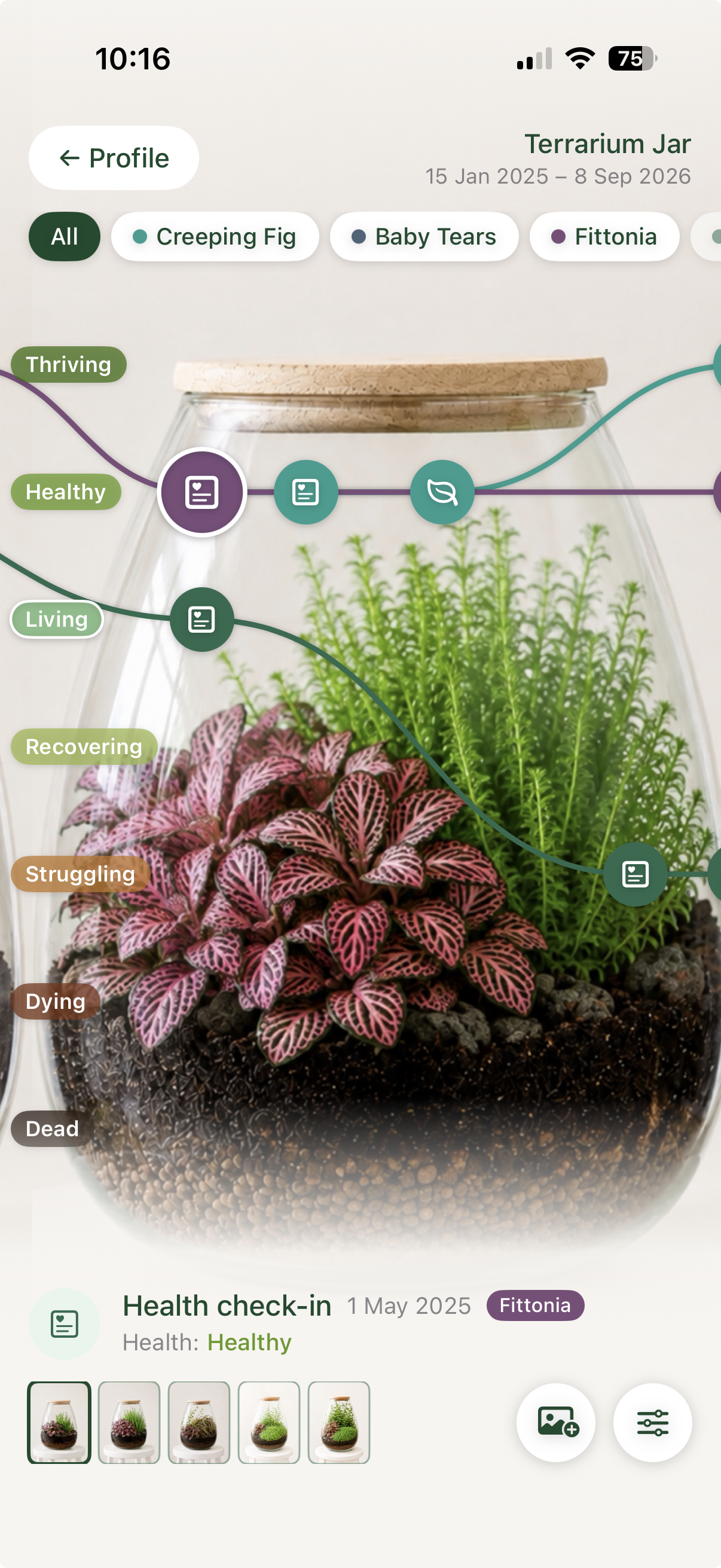 Liana Journey view showing the Fittonia's individual history within the Terrarium Jar