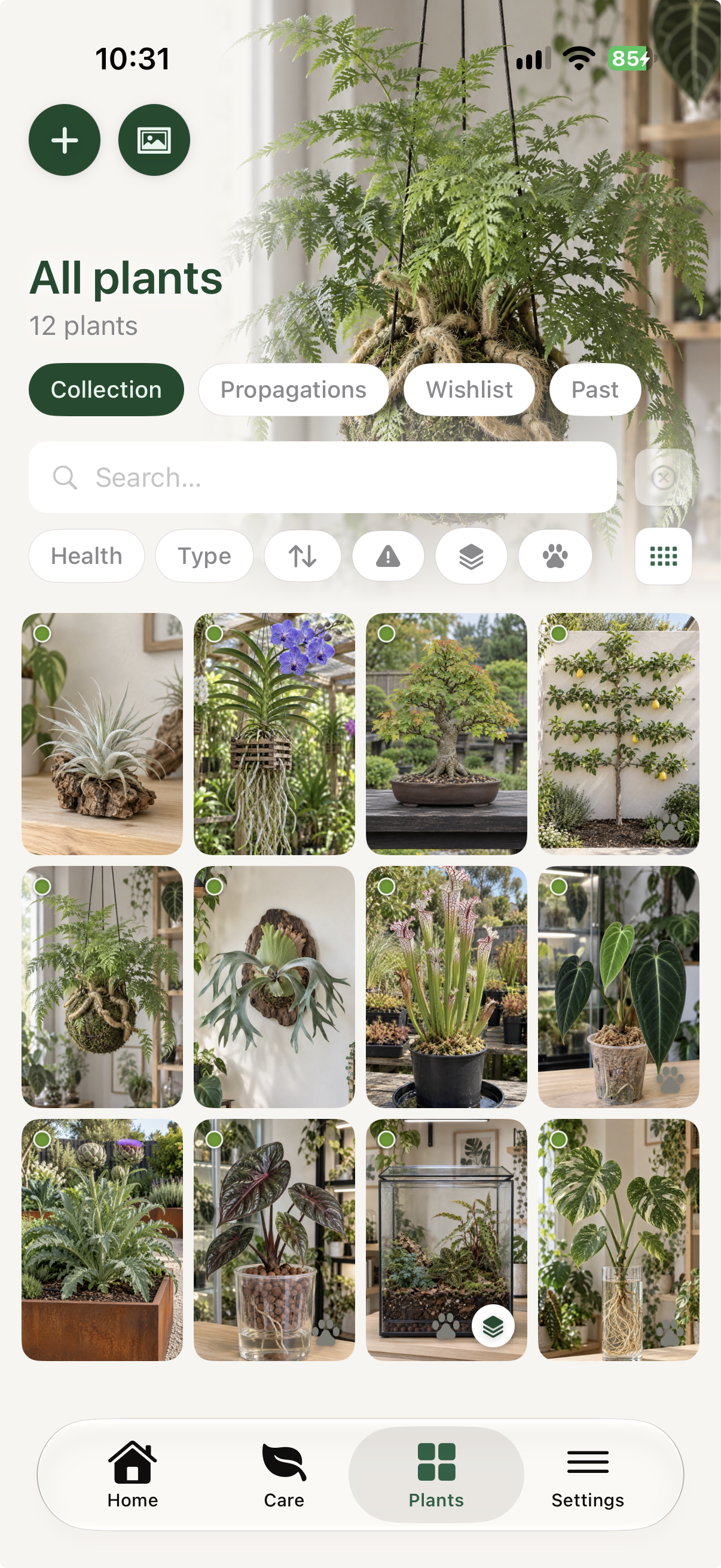 Liana All Plants collection showing air plants, mounted plants, carnivorous plants, a terrarium and a hydro plant